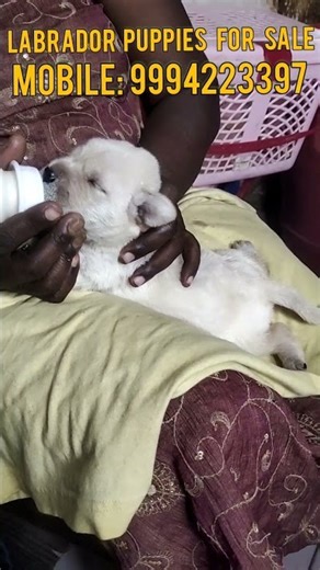 Adorable Labrador Puppy drinking milk | Too Cute to Handle! #shorts