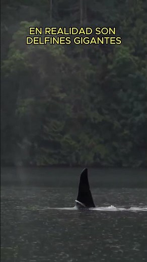 THE ORCAS