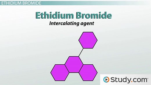 Ethidium Bromide, Loading Buffer & DNA Ladder: Visualizing DNA and Determining its Size