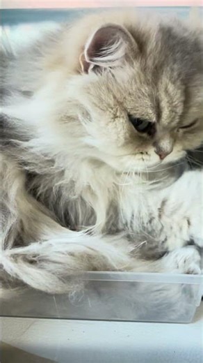 morning day1091 sakura #158