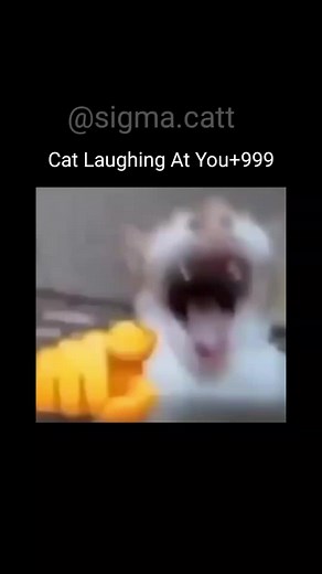 Cat Laughing Meme Collection