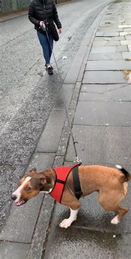 Dog Walking Adventure in Rainy Newcastle