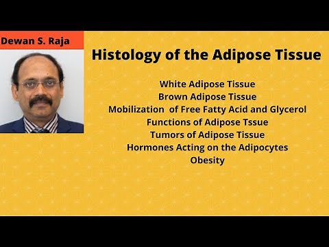 Histology of the Adipose Tissue (Fatty Tissue)