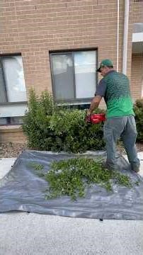 ✂️ Neatly trimmed hedges can give your garden a clean and professional look. #davidsmowingsydney