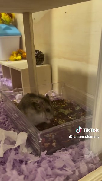 Soy una máquina come todo 🐹✨ #hamsters #saitamahammy #hamster