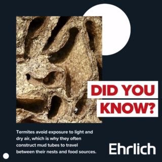 Did you know termites thrive at night? 🌙 #FunFactFriday | Ehrlich Pest Control
