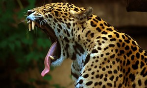 Psychedelic Wilderness: Animals That Trip out on Hallucinogens