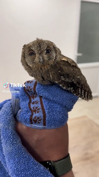 Juvenile Owl Cuddled in Blue Towel: A Heartwarming Moment