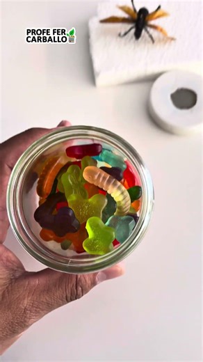 ¿Qué insectos son?