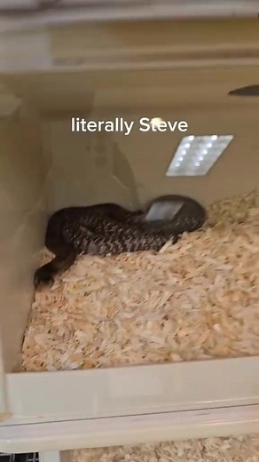 1.1K views | Venomous snake collection tour at our museum exhibit. #reptiles #venomoussnakes #pets | Callmethelamp | Facebook