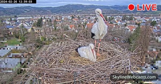 【LIVE】 Live Cam Storks' Nest- Kirchzarten | SkylineWebcams