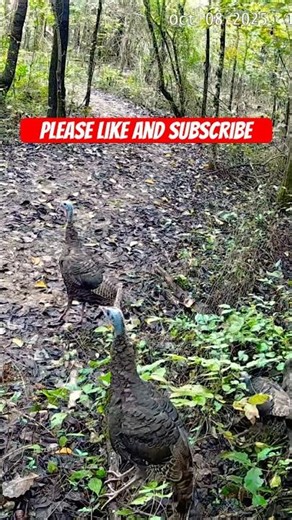 TURKEY ACROBATICS 🦃 Watch This Wild Turkey Jump From a Tree #shorts