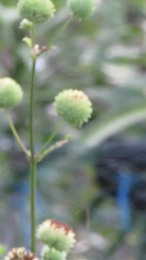 102K views · 136 reactions | Bunga termahal di dunia ! | Momy Princes Reel | Facebook