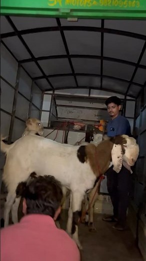 Loading of Goats from Deonar Bakra Mandi 2023
