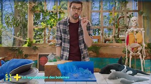La reproduction des baleines - Extrait vidéo C'est toujours pas sorcier