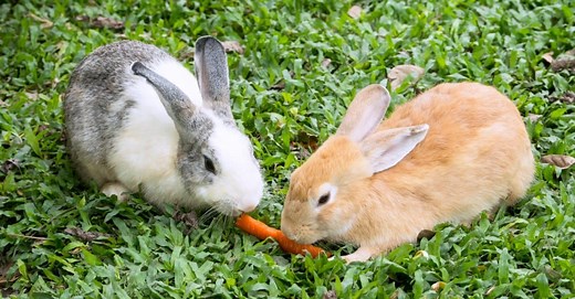 The Essential Guide to What Bunnies Eat