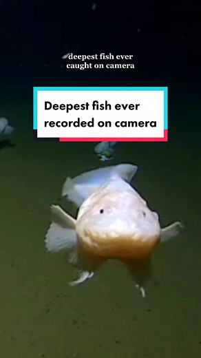 Scientists have broken the record for the deepest fish ever caught on camera after capturing video of a juvenile snailfish swimming along the bottom of a Japanese ocean trench at an extraordinary depth of 8336 metres. #deepocean #oceantrench #snailfish #oceanspecies #deepsea