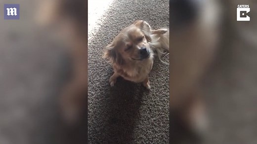 Hilarious moment guilty dog closes eyes and smiles at owner