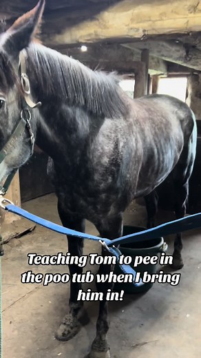 Teaching Tom New Tricks: Training Thoroughbreds to Pee in the Bucket