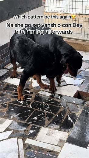 And wetin that one go chop nor make am get self respect,he go still come again for another round😂 #goviral #exploremore #trendingnow #explore #maxk9s #rottweiler #rottweilersoftiktok #guarddogs #guarddogsoftiktok