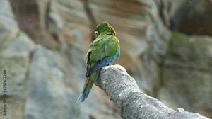 Mini chestnut-fronted macaw, severe macaw (ara severus) perched on chopped off tree branch with fluff up feathers, slowly turn its head around and wondering around the surroundings, close up shot.