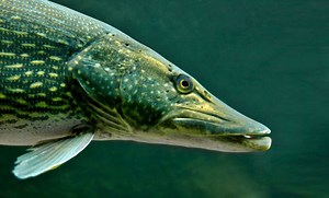 Hecht: Alle Infos zum berüchtigten Raubfisch