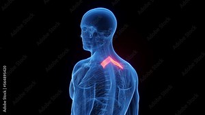 3D rendered medical animation of a man's rhomboid minor