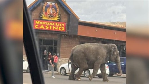 Animal rights activists upset after circus elephant escapes; Others say it was 'exciting'