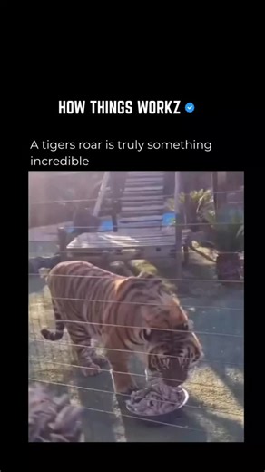 HOW THINGS WORKZ on Instagram: "A tiger’s roar isn’t just loud — it’s built for dominance. Reaching up to 114 decibels, the deep, low-frequency sound can travel for miles through dense forest and is felt as much as it’s heard. That vibration isn’t accidental. It’s meant to warn rivals, mark territory, and trigger an instinctive fear response in anything nearby. It’s not just a sound — it’s a biological warning perfected by evolution. Follow @howthingsworkz for more incredible moments and facts f