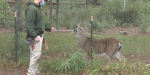 Learn how Blue the Key deer receives specialized training in his wildlife rehabilitation