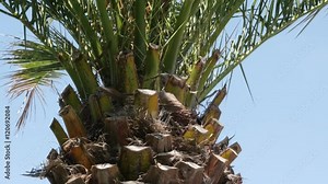 Against blue sky Arecaceae Palmae tropic plant branches 4K 2160p 30fps UHD footage - Green palm tree leaves on the wind 3840X2160 UltraHD video