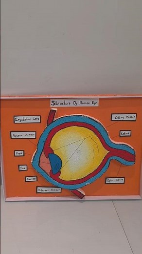 human eye model for school project #scienceproject #schoolproject #viralshort #viralvideo