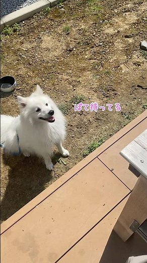 全部自分のために焼いてると思ってる犬 #日本スピッツ #中型犬 #shorts