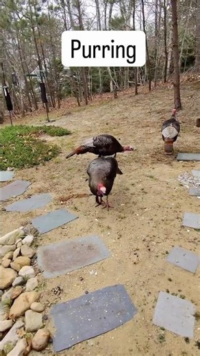 Wild Turkey Language #princesscheyenne #birds