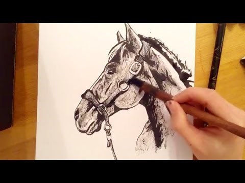 How To Draw A Horse