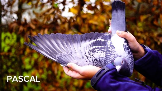 Today the third part of the PEC auction ends 🤩. One of the highlights in this part is: ‘Pascal’. 1 nat. Ace. KBDB long distance YL ‘21 with 2x1 prov. & 3-4 national! Son of Cayman (sister Porsche 911)! | PIPA