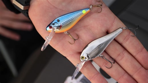 121 reactions · 5 comments | The CC Shad is no longer and the new Bandit Walleye Shad is here! But is this legendary Bay of Quinte bait better? Get your Bandit Walleye Shad here https://bit.ly/tdbanditws | Tackle Depot Canada | Facebook