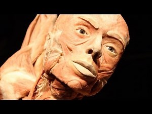 New York Body Worlds:Pulse Exhibit Celebrates Life Through Death