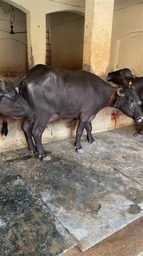 Live 2nd Milking at SDF || 2 Teeth || 1st Timer Murrah | Sansaniwal Dairy Farm