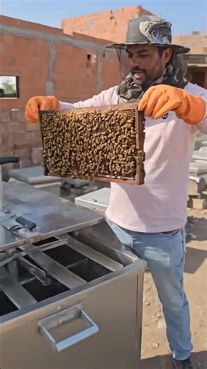 beekepping and honey extraction process #honeybees #honey #honeyextraction