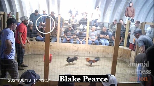 Video shows Oklahoma Gamefowl Commission leaders at illegal cockfights