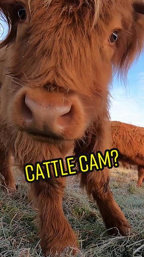 Gold Shaw Farm on TikTok