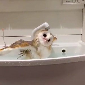 Splish splash I was taking a bath Credit: Bemagazineusa | Pictures of Owls