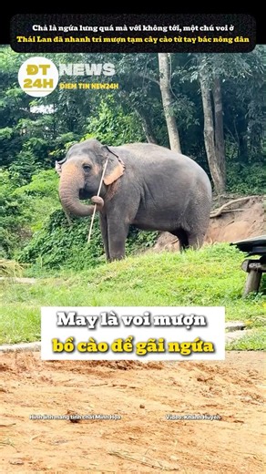Lucky elephant borrows a rake to scratch an itch