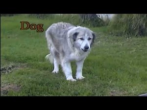 Safari Scrapbook: Dog