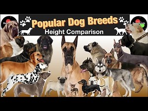 Height Comparison | Size Comparison of Dogs