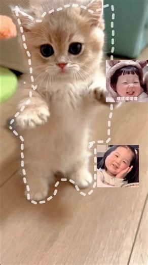 These Cats Are Literally Emojis #shorts #cat #funny