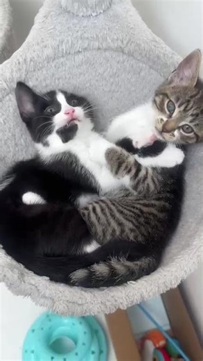 Sibling Showdown: Kiki vs Niko’s Playfight