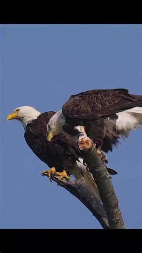 Bald Eagles Gather on Windy Morning