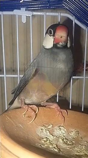 Single Java Finch Sitting Calmly | Bird Shorts | #BudgieLoveNest